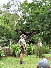 114 Cairns Tropical Zoo